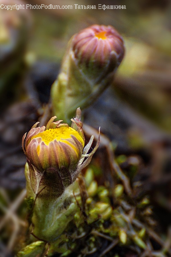 Blossom, Bud, Flora, Flower, Plant