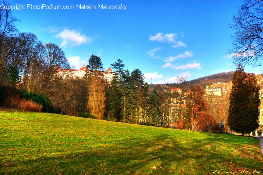 Flora, Plant, Tree, Grass, Countryside
