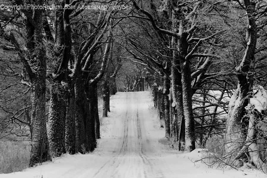 Path, Trail, Flora, Forest, Land