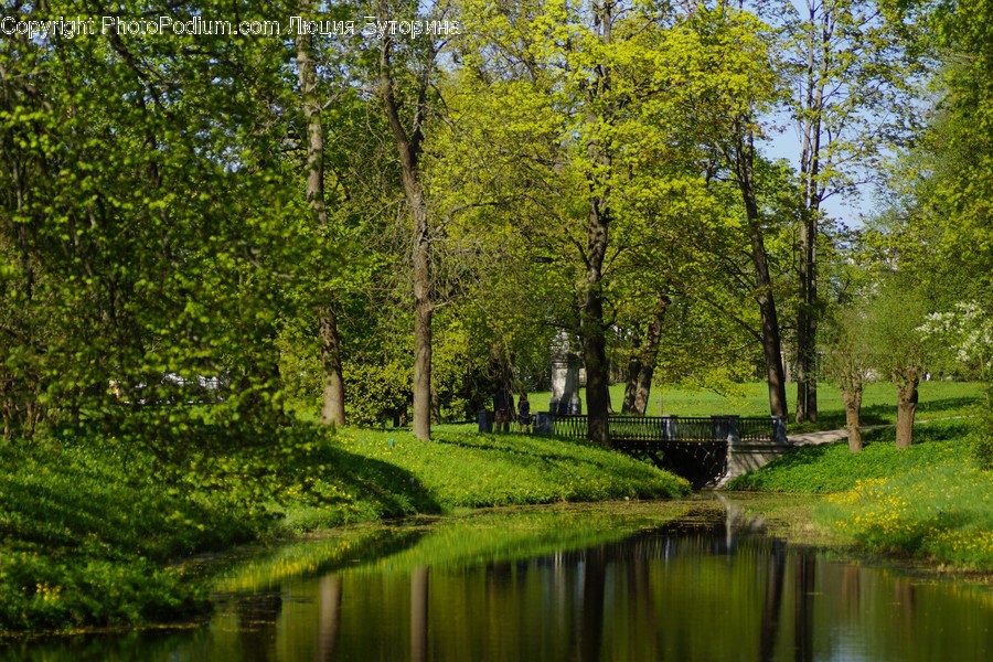 Canal, Outdoors, Water, Flora, Forest