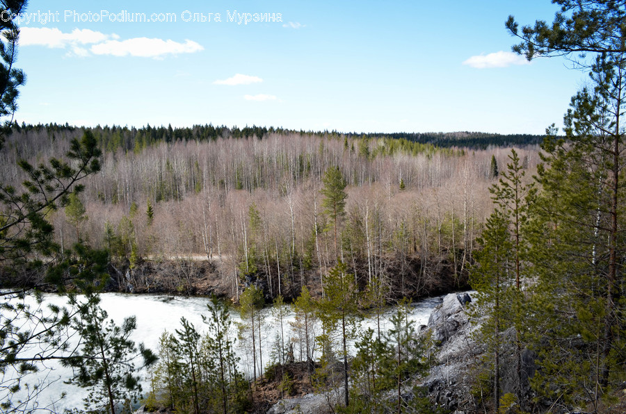 Land, Marsh, Outdoors, Swamp, Water