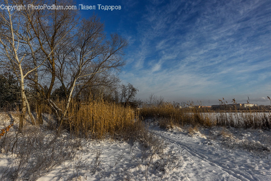 Land, Marsh, Outdoors, Swamp, Water
