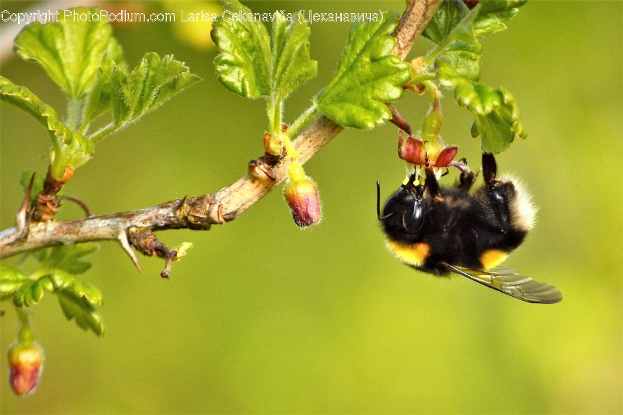 Animal, Apidae, Bee, Bumblebee, Insect