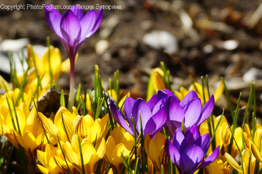 Blossom, Crocus, Flora, Flower, Plant