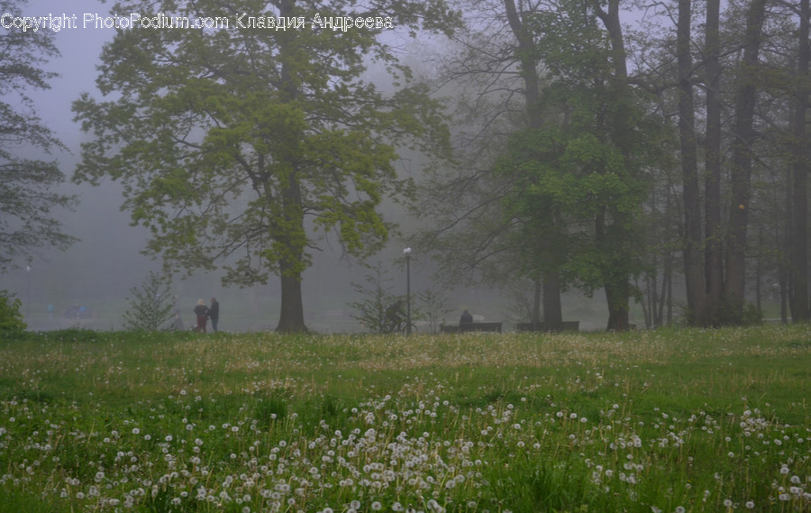 Flora, Grass, Plant, Fog, Nature