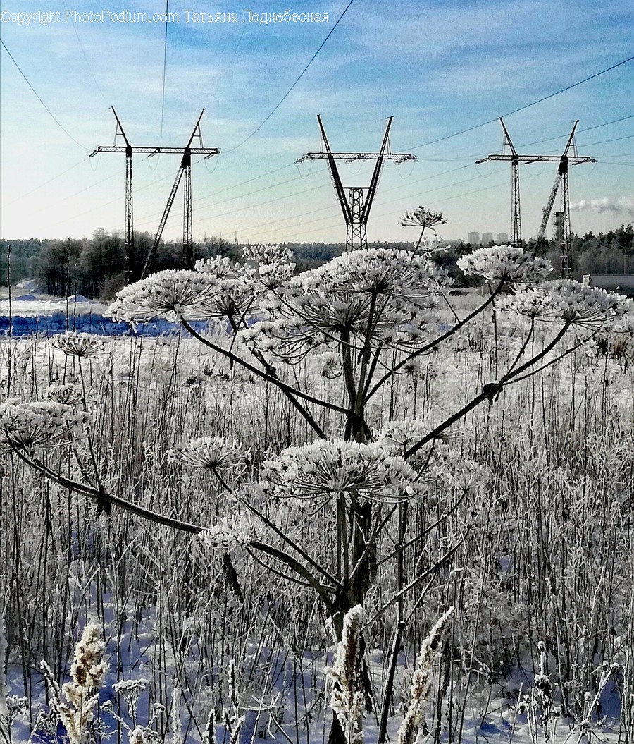 Frost, Ice, Outdoors, Snow, Blossom