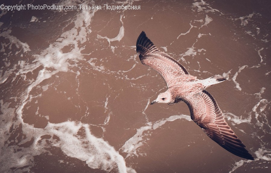 Animal, Bird, Booby, Buzzard, Hawk
