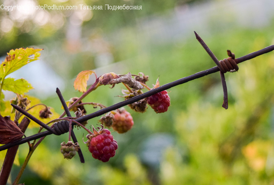 Flora, Food, Fruit, Plant, Produce