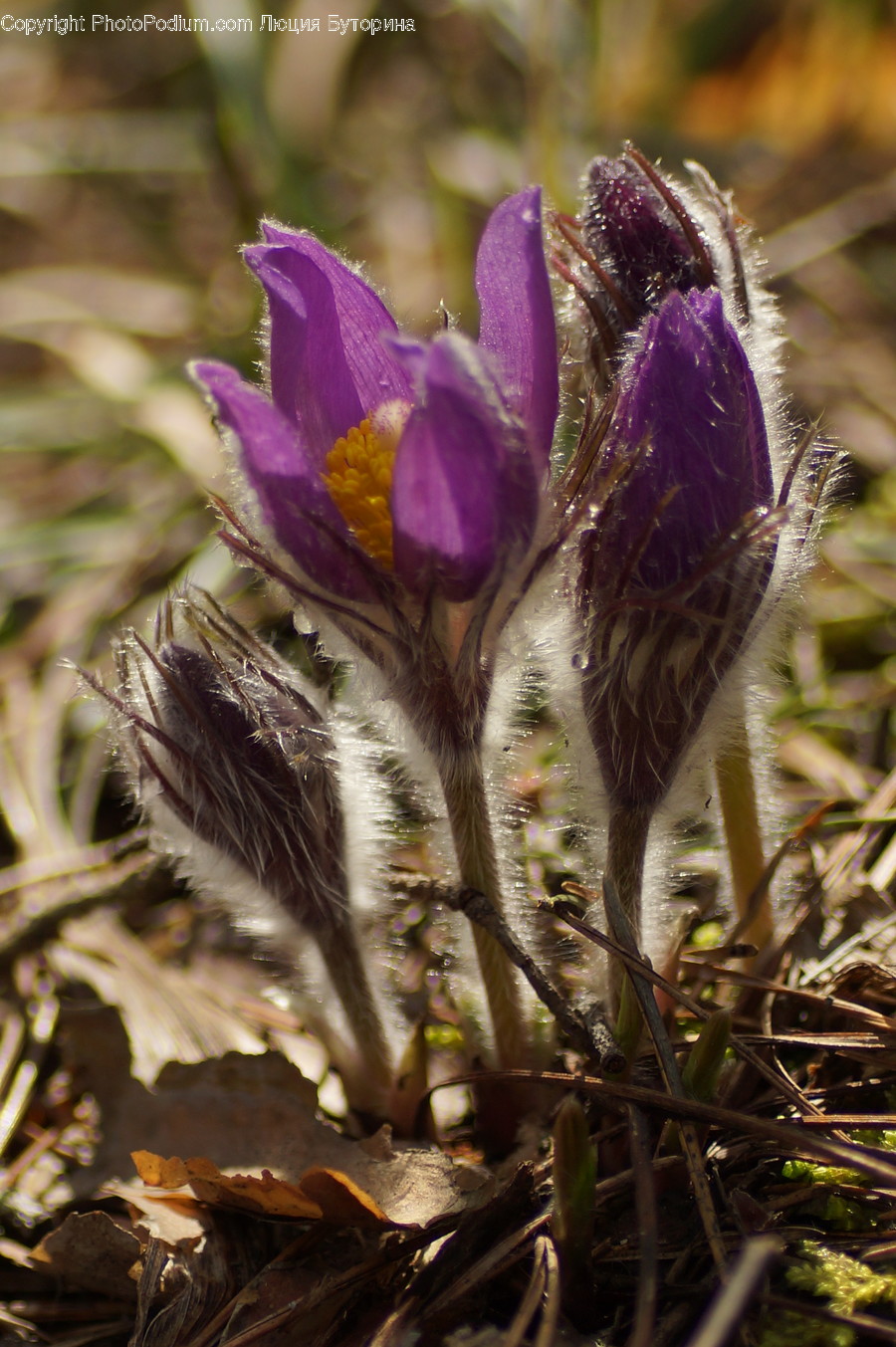 Blossom, Crocus, Flora, Flower, Plant