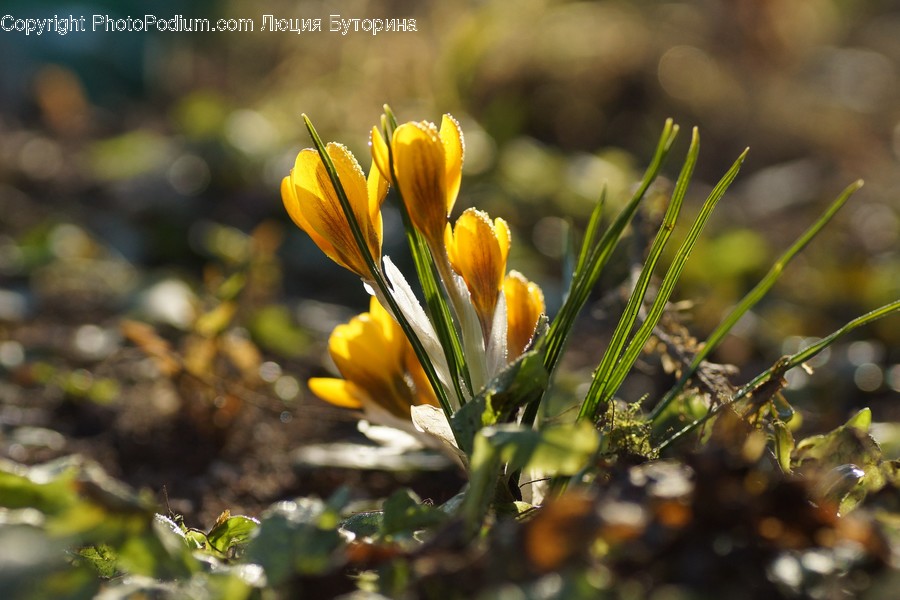 Blossom, Crocus, Flora, Flower, Plant