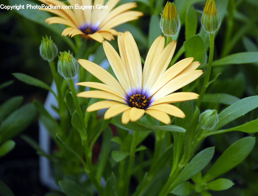 Daisies, Daisy, Flower, Plant, Blossom, Flora, Asteraceae