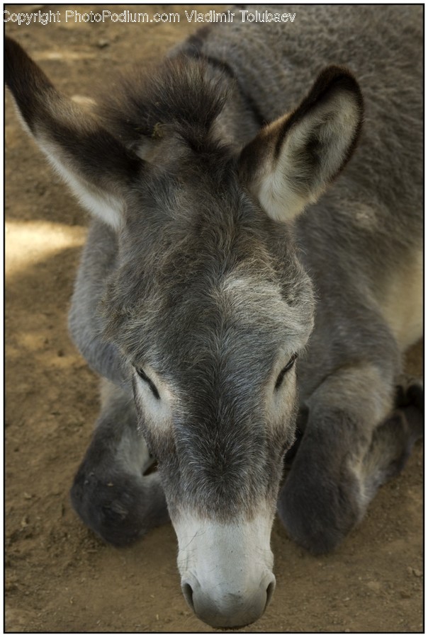 Animal, Donkey, Mammal