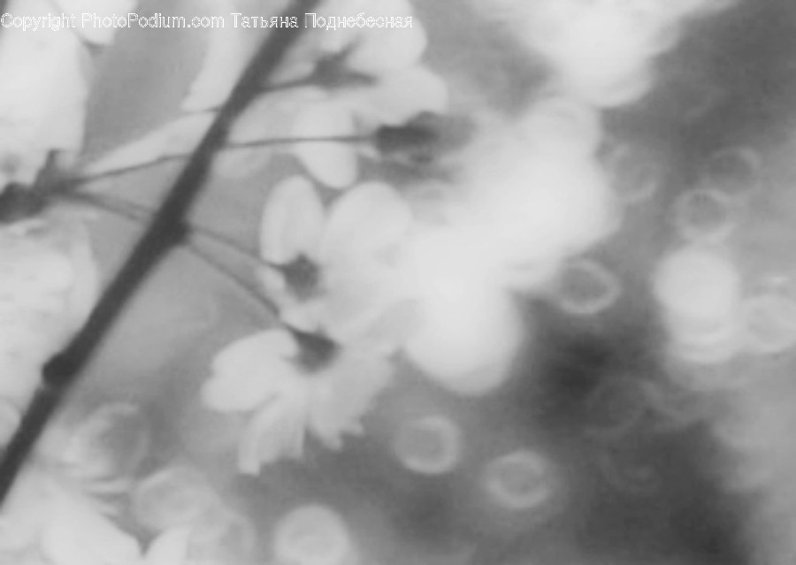Flora, Plant, Blossom, Flower, Petal