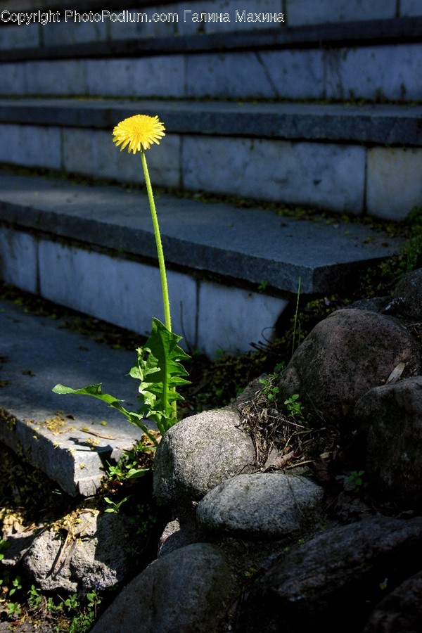 Blossom, Dandelion, Flora, Flower, Plant