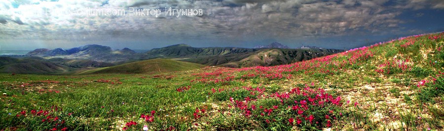 Field, Grassland, Outdoors, Garden, Nature