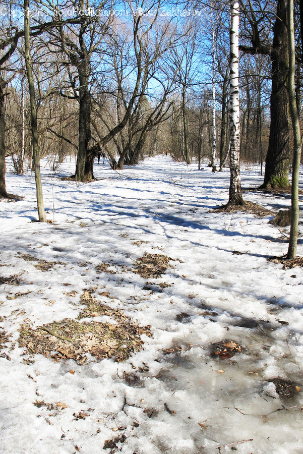 Flora, Forest, Land, Nature, Outdoors