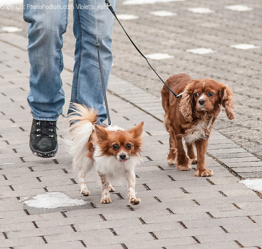 Animal, Canine, Cocker Spaniel, Dog, Mammal