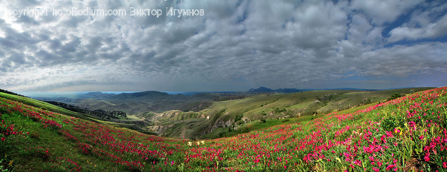 Field, Grassland, Outdoors, Landscape, Nature