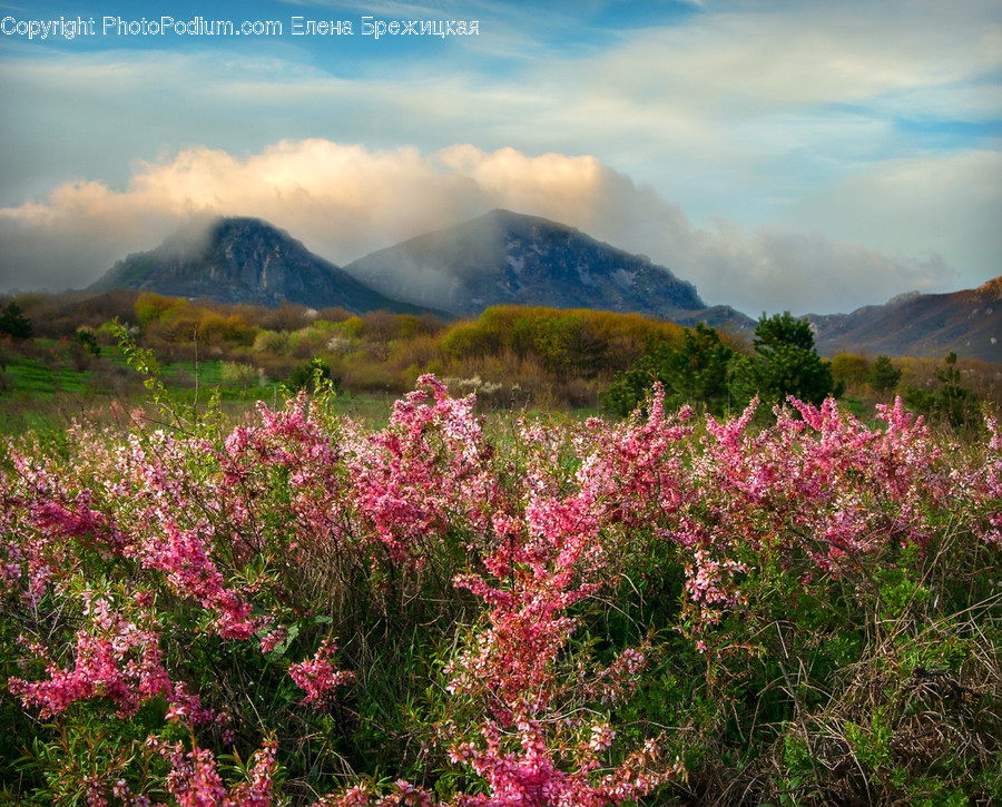 Field, Grassland, Outdoors, Flora, Plant