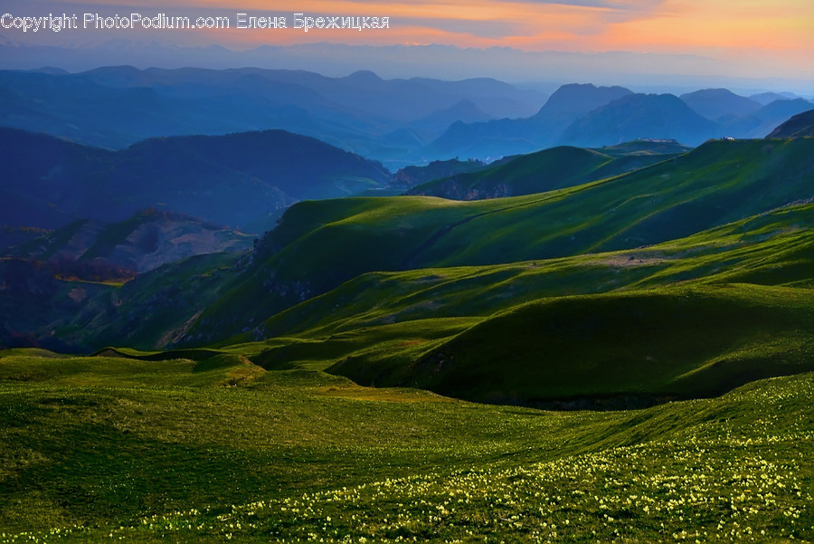 Field, Grassland, Outdoors, Flora, Grass