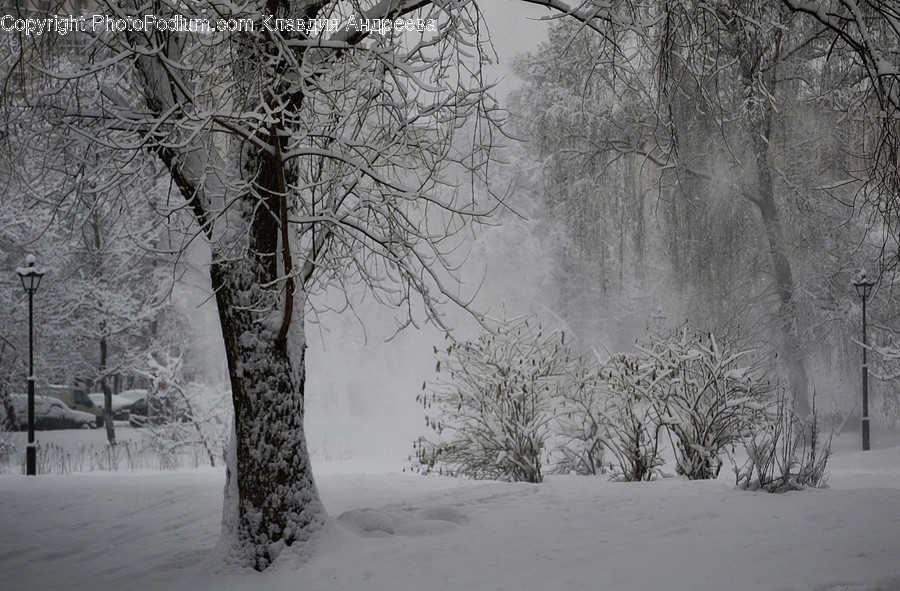 Outdoors, Snow, Flora, Plant, Tree