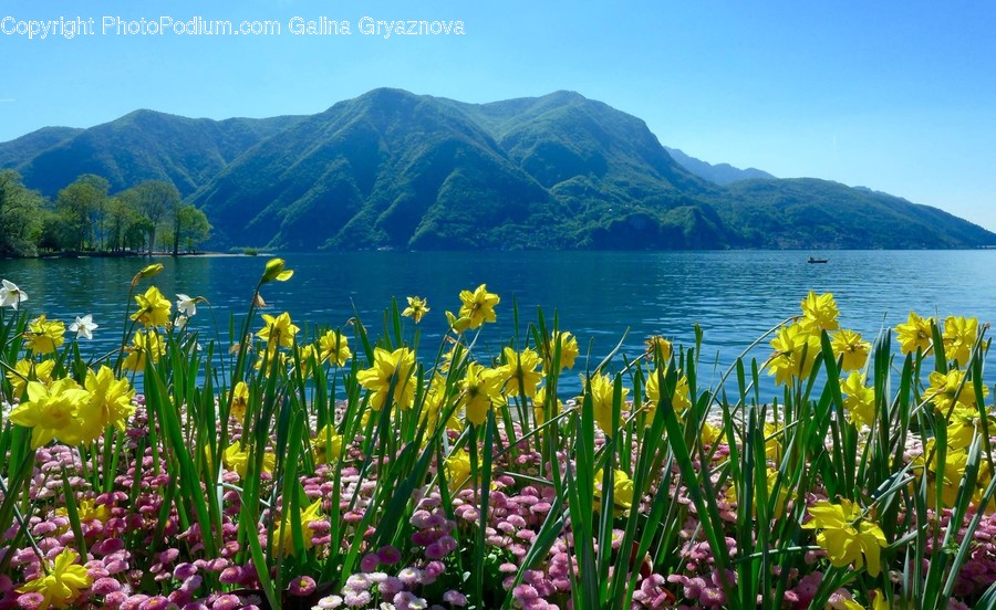 Blossom, Flora, Flower, Iris, Plant