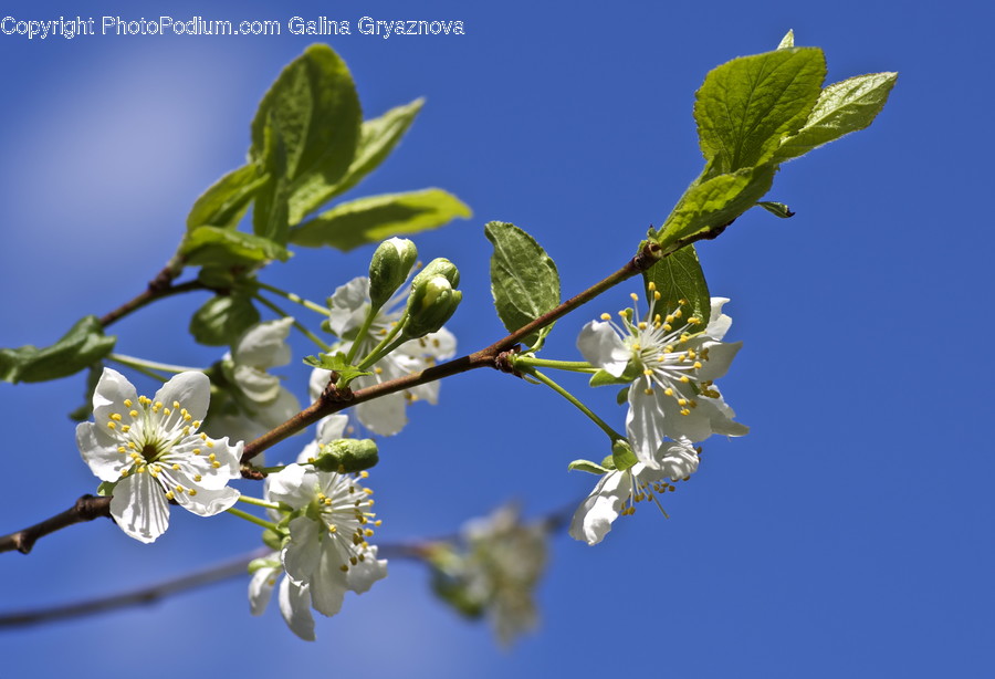 Blossom, Flora, Flower, Plant, Bud