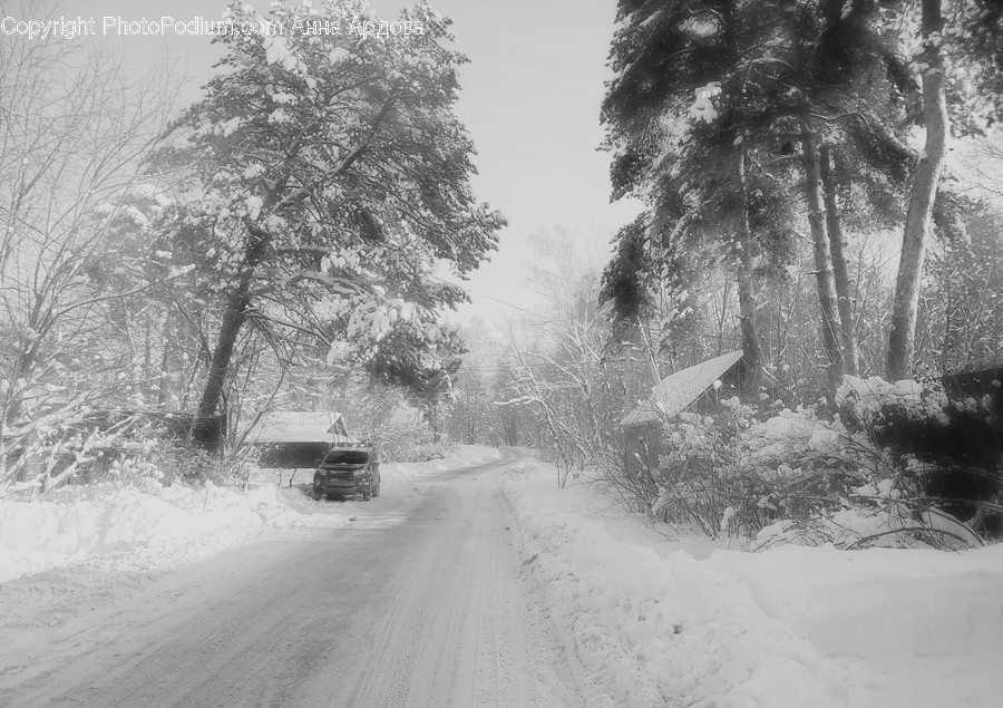 Outdoors, Snow, Road, Flora, Plant