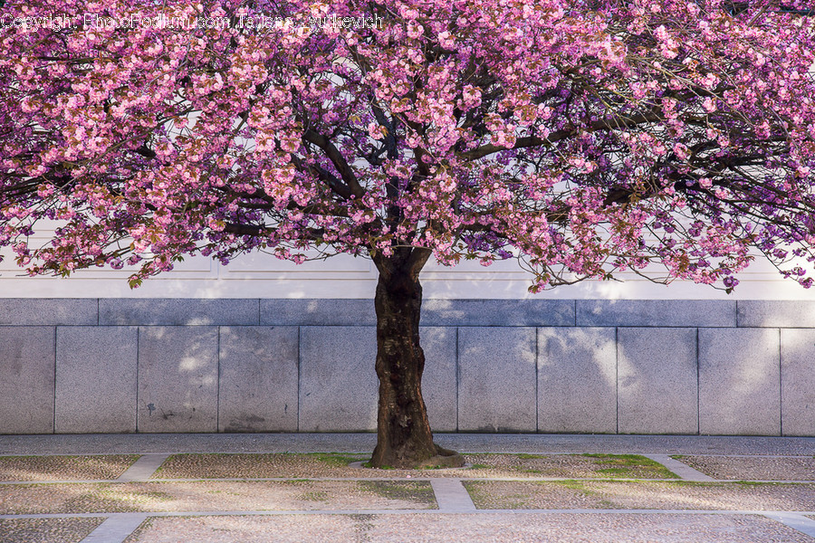 Blossom, Cherry Blossom, Flora, Flower, Plant