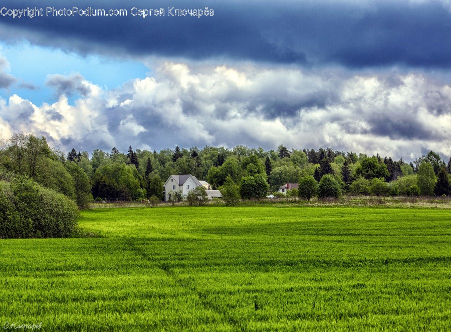Field, Grassland, Outdoors, Flora, Grass