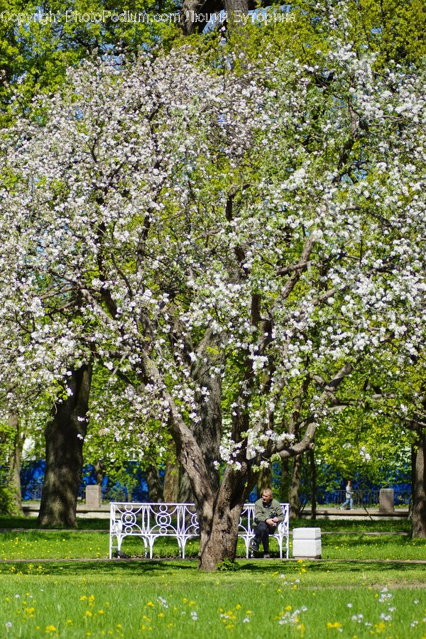 Flora, Oak, Plant, Tree, Blossom