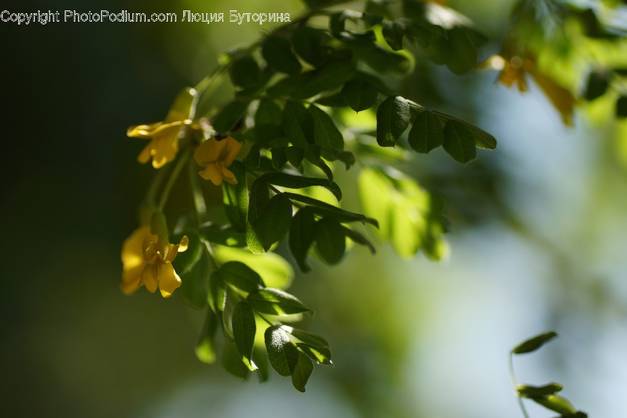 Bush, Flora, Plant, Vegetation, Blossom