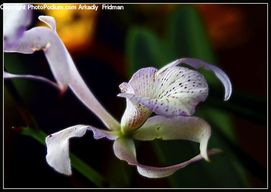 Flora, Flower, Gladiolus, Plant, Blossom, Geranium, Violet