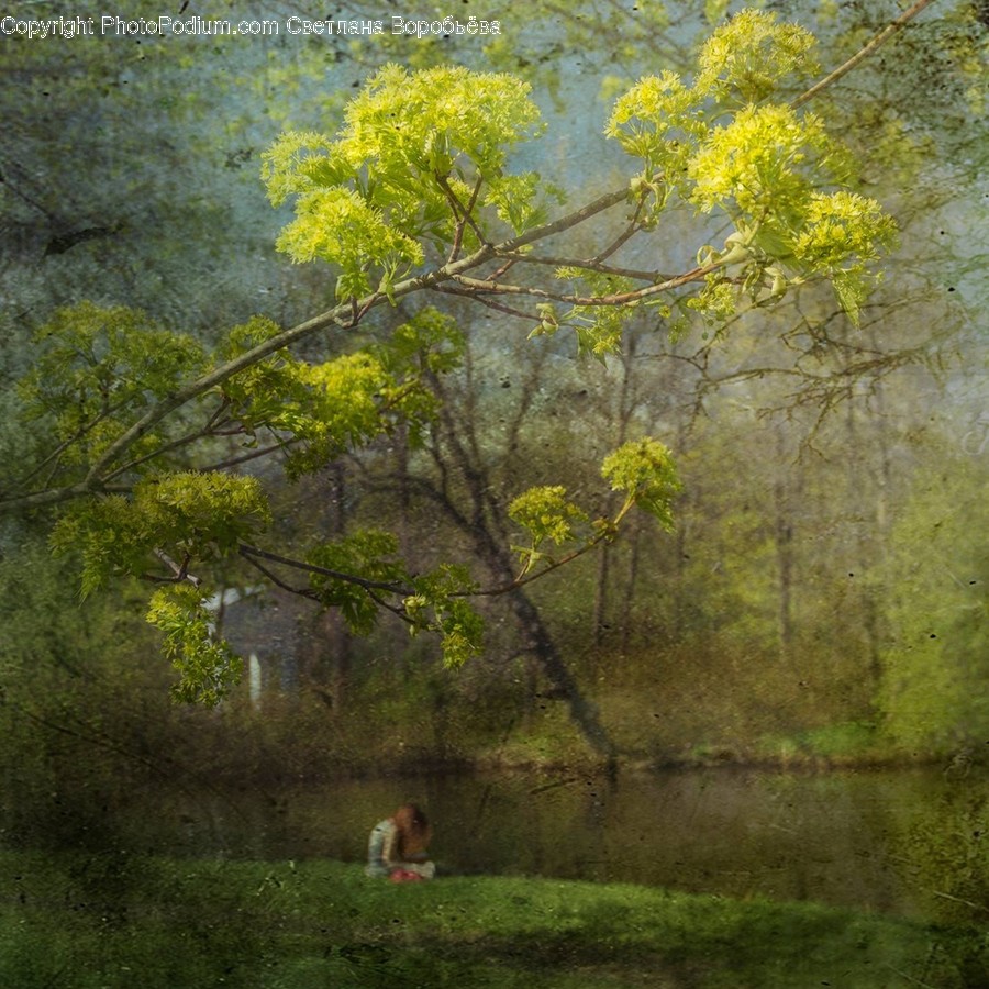 Flora, Plant, Tree, Willow, Bush