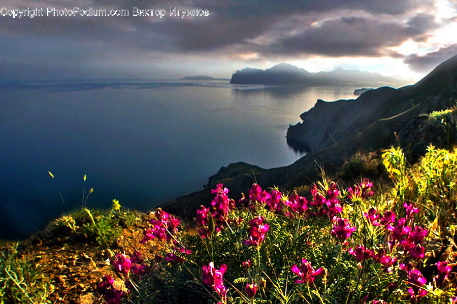 Blossom, Flora, Flower, Lupin, Plant