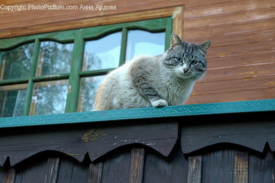 Wall, Animal, Cat, Kitten, Mammal