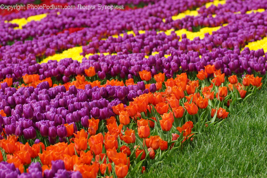 Blossom, Flora, Flower, Plant, Tulip