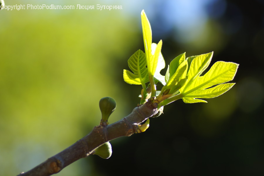 Blossom, Bud, Flora, Flower, Plant