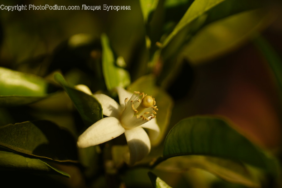 Flora, Plant, Blossom, Flower, Vanilla