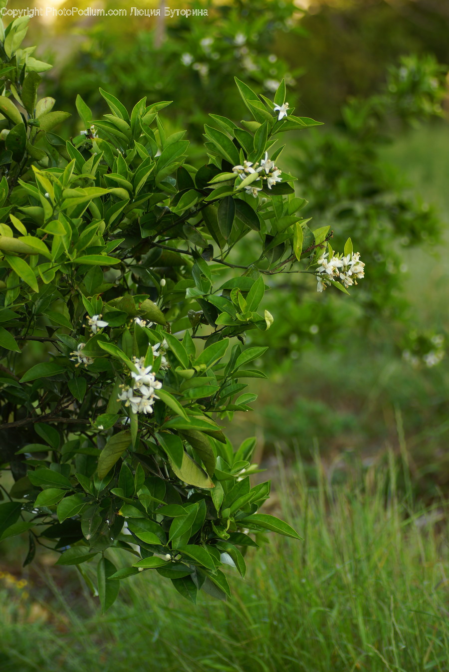 Bush, Flora, Plant, Vegetation, Dill