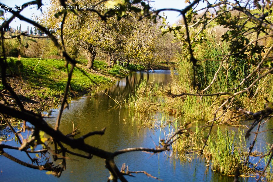 Flora, Oak, Plant, Tree, Land
