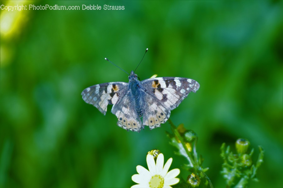 Animal, Butterfly, Insect, Invertebrate, Flora