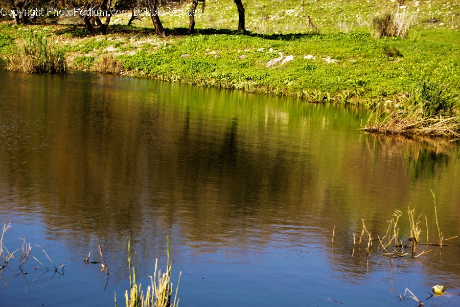 Outdoors, Pond, Water, Flora, Grass