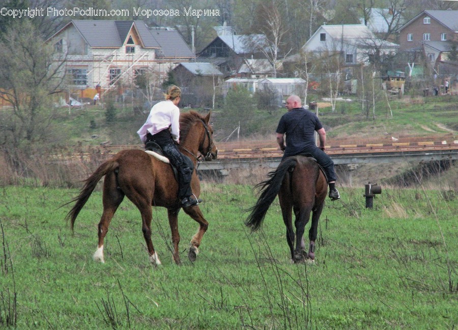 Animal, Horse, Mammal, Human, People