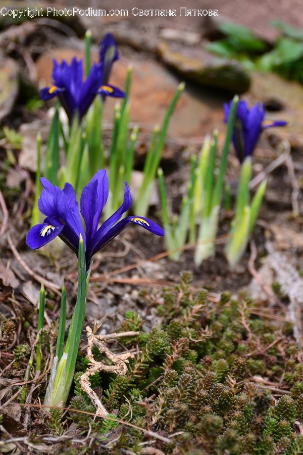 Blossom, Crocus, Flora, Flower, Plant