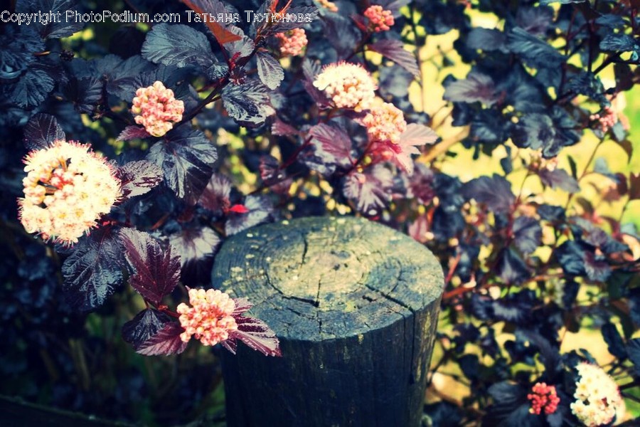 Blossom, Flora, Flower, Plant, Hibiscus