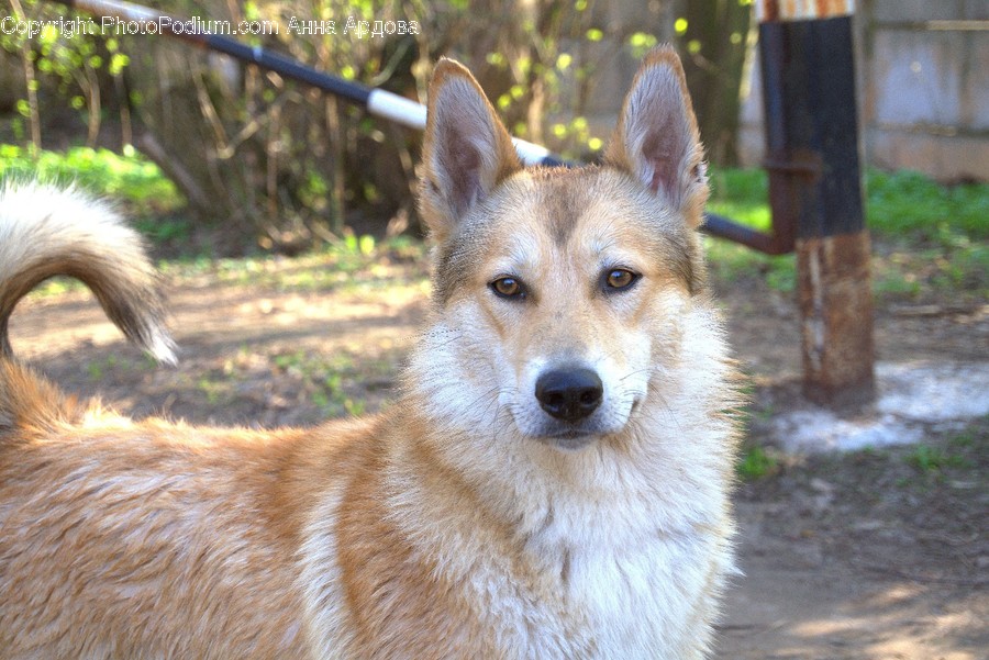 Animal, Canine, Dog, Husky, Mammal