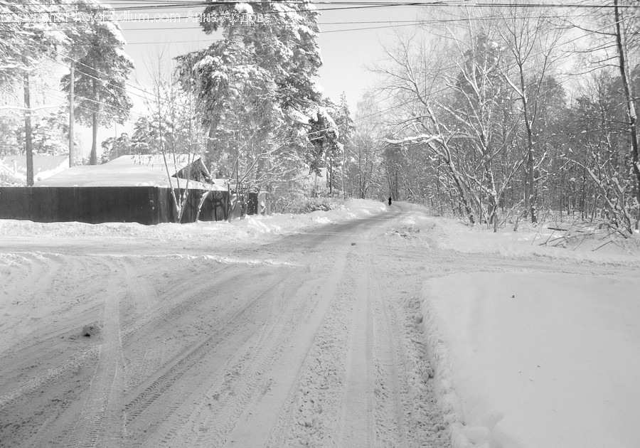 Outdoors, Snow, Road, Flora, Plant
