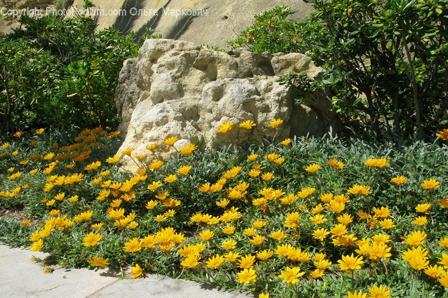 Flora, Plant, Hemp, Weed, Conifer