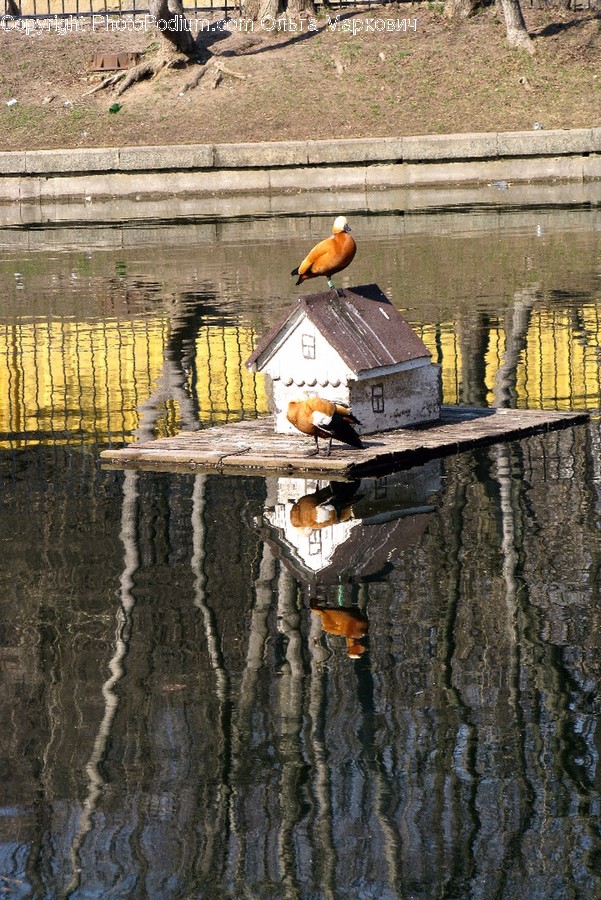 Animal, Bird, Robin, Waterfowl, Canary